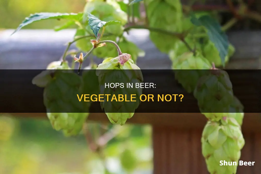 are beer hops a vegetable