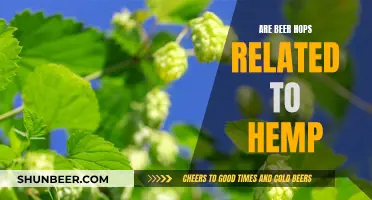 Hemp and Hops: Exploring the Botanical Cousins