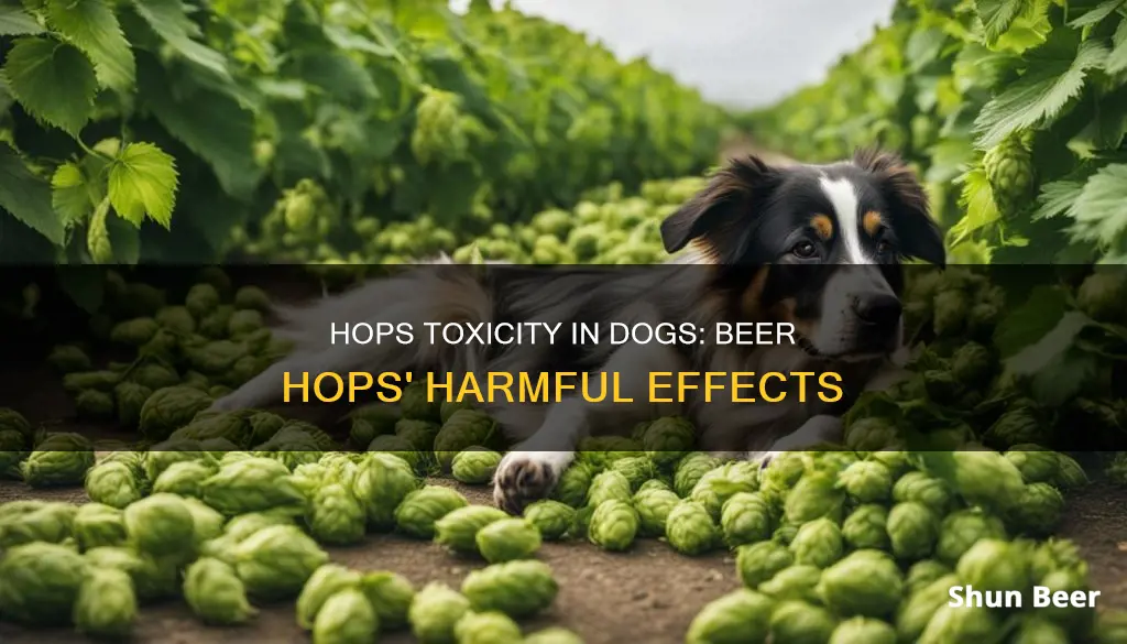 are beer hops toxic to dogs