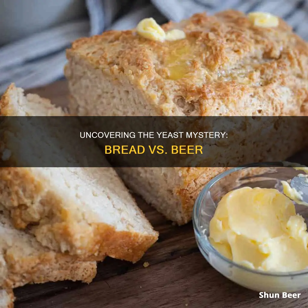 are bread yeast and beer yeast the same