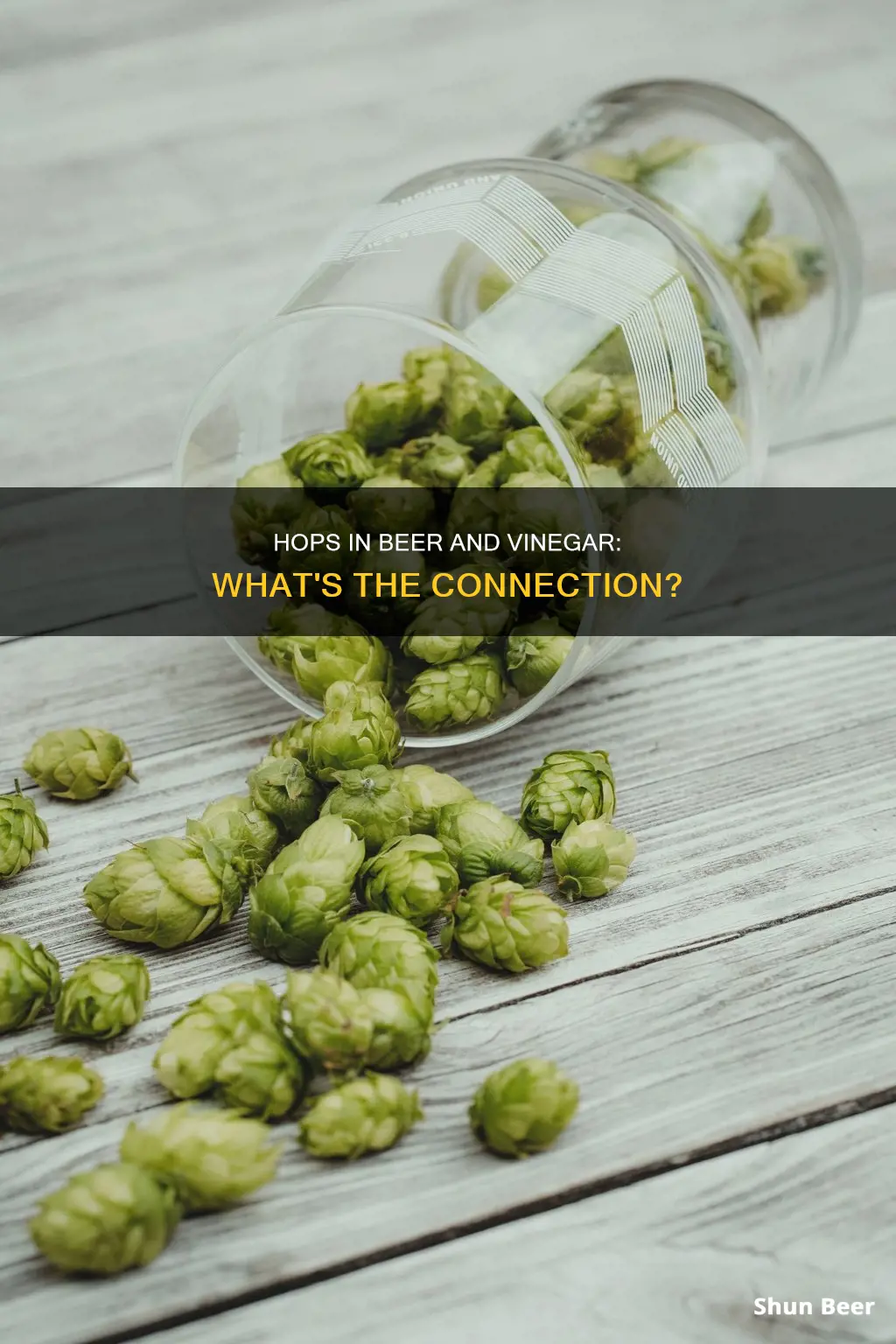 are the same hops that are in vinegar in beer