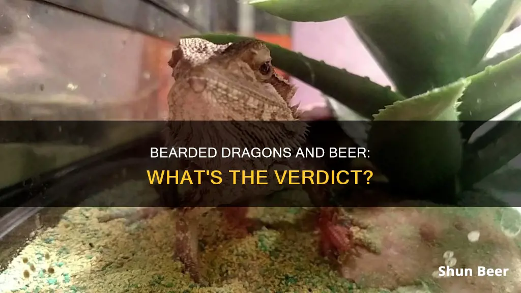 can a bearded dragon drink beer