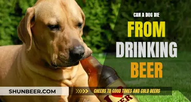 Beer Drinking: A Dangerous Game for Dogs