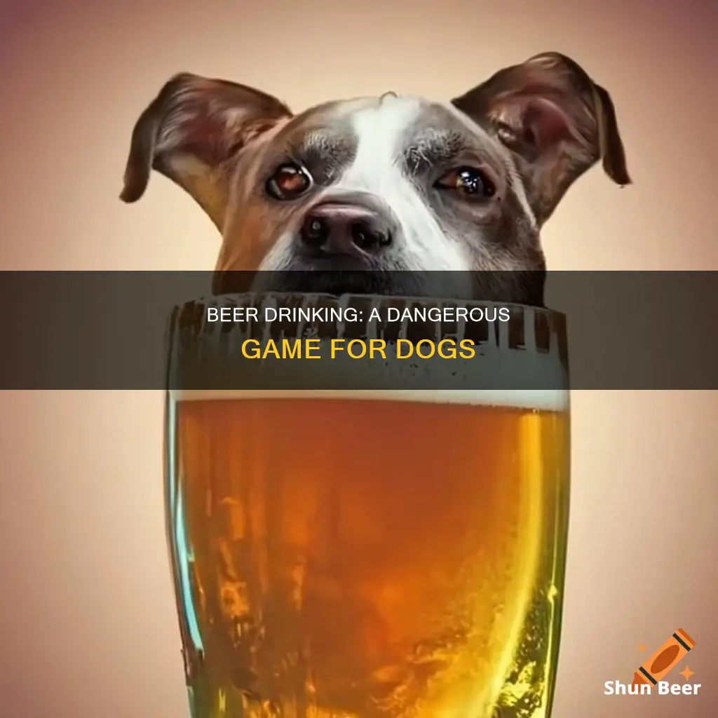 can a dog die from drinking beer