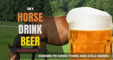 Horse Beer Drinking: What's Safe?