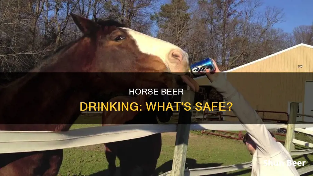 can a horse drink beer