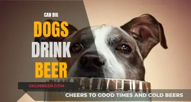 Big Dogs and Beer: A Safe Combo?