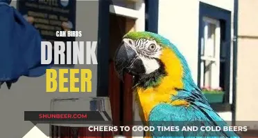 Birds and Beer: A Curious Combination?