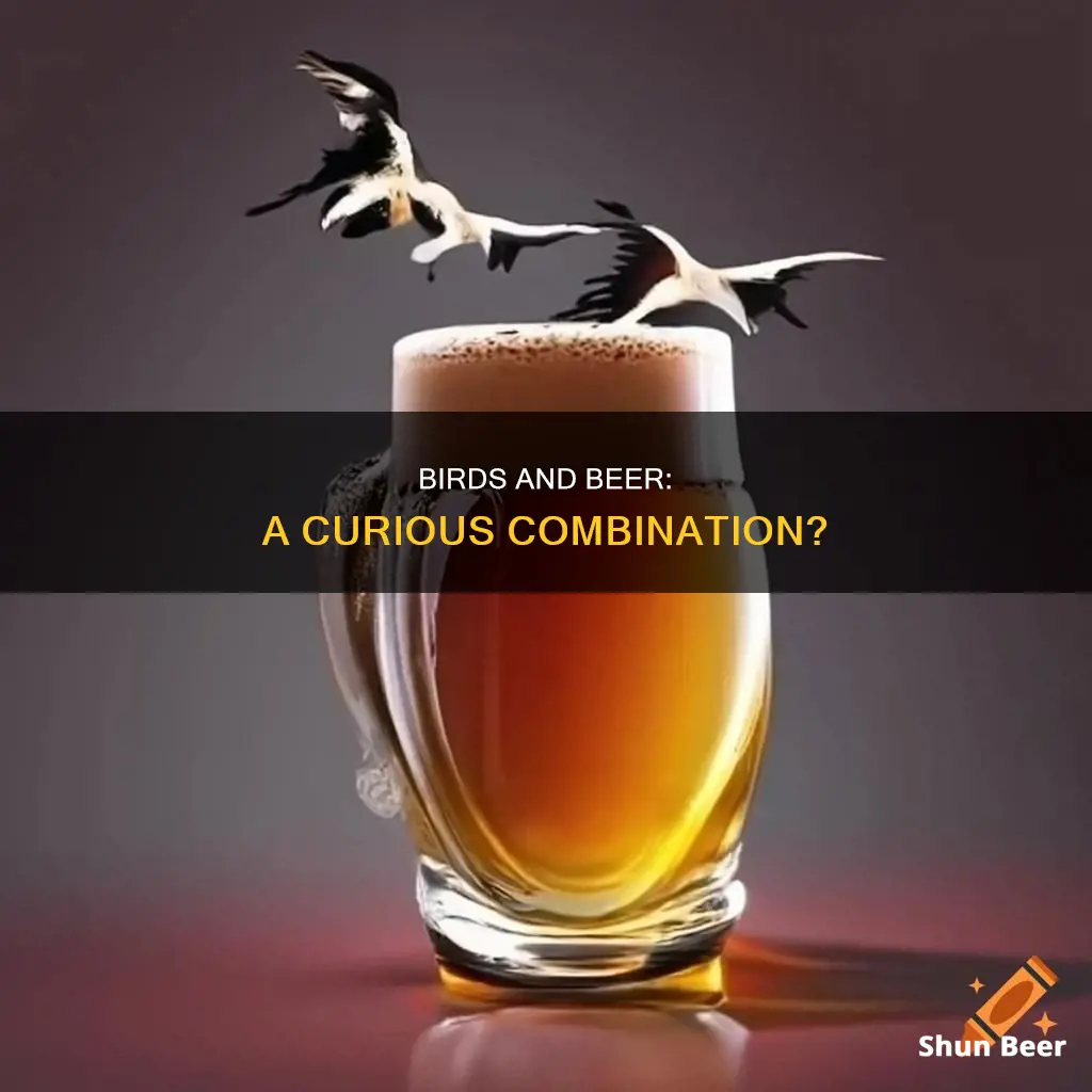 can birds drink beer