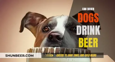 Boxer Dogs and Beer: What's the Verdict?