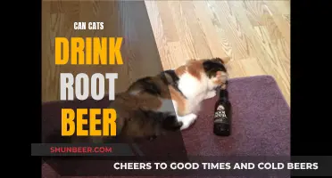 Cats and Root Beer: Is It Safe for Them to Drink?