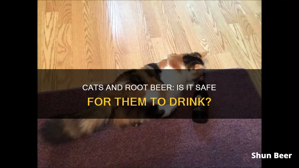 can cats drink root beer