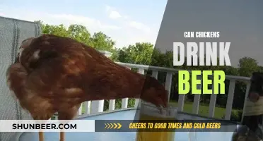 Chickens and Beer: A Safe Combo?