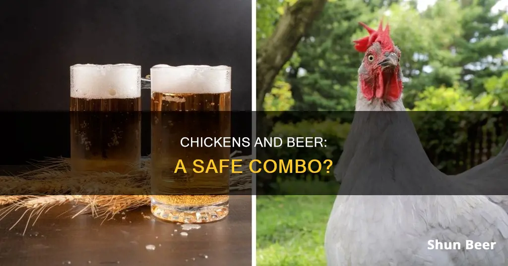 can chickens drink beer