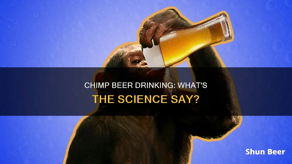 can chimps drink beer