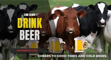 Cows and Beer: A Drinking Buddy?