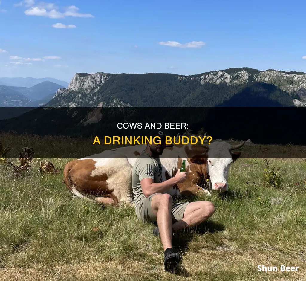 can cows drink beer