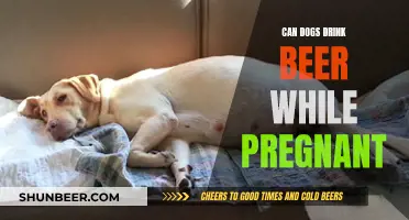 Pregnant Pooches and Beer: A Safe Mix?