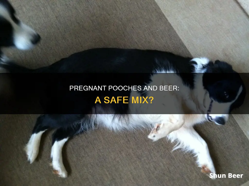 can dogs drink beer while pregnant