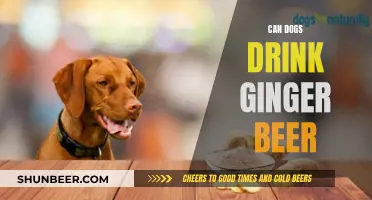 Ginger Beer and Dogs: Is It Safe to Share?