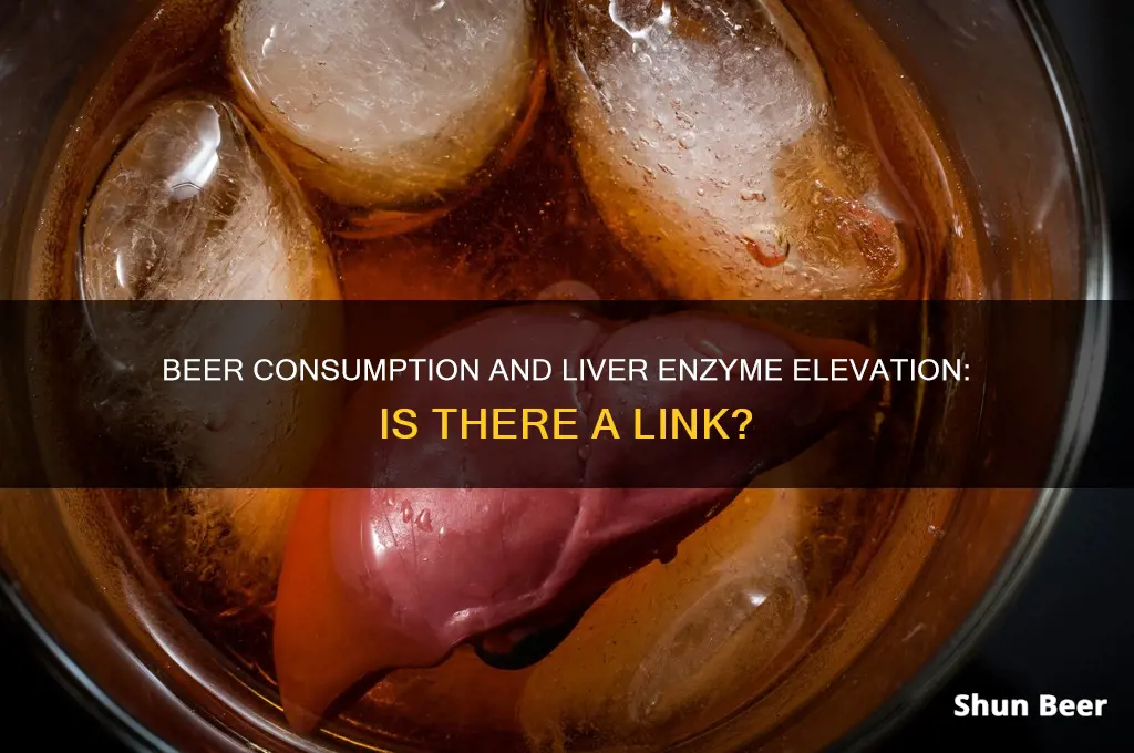 can drinking beer cause elevated liver enzymes