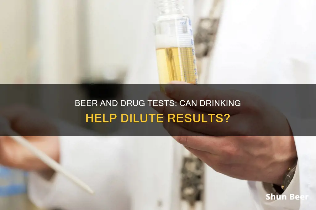 can drinking beer give a diluted drug test