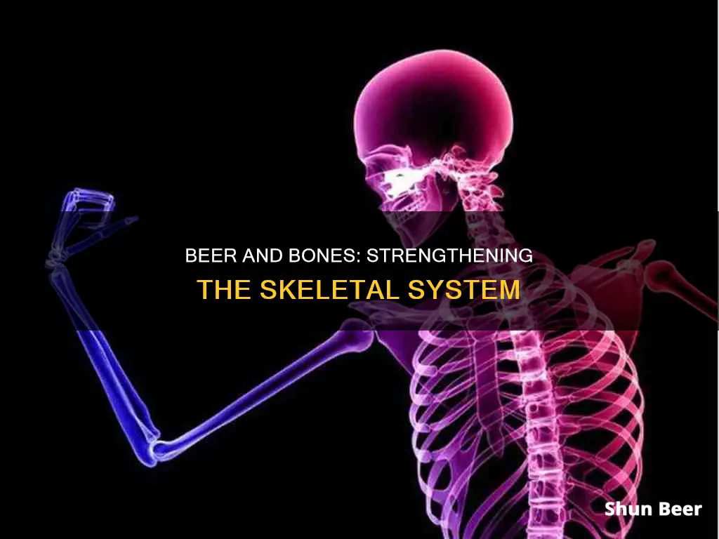 can drinking beer make your bones stronger