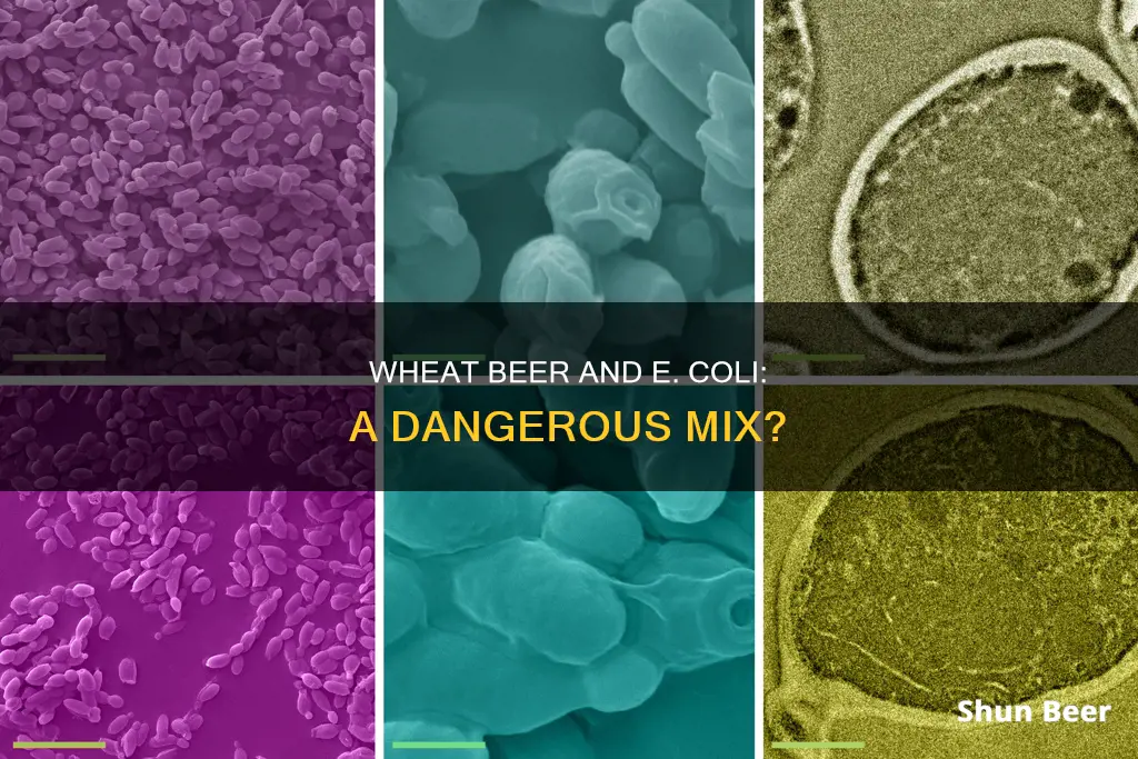 can drinking wheat beer give you ecoli