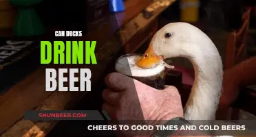 Ducks and Beer: A Fun and Feathery Concoction