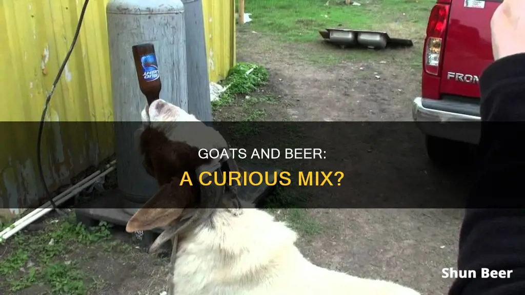 can goats drink beer