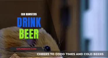 Hamsters and Beer: What's Safe to Drink?