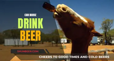 Horse Beer Drinking: What's the Deal?