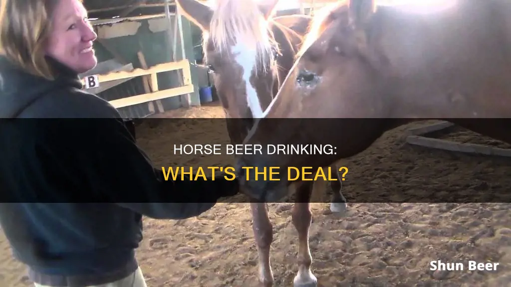 can horse drink beer