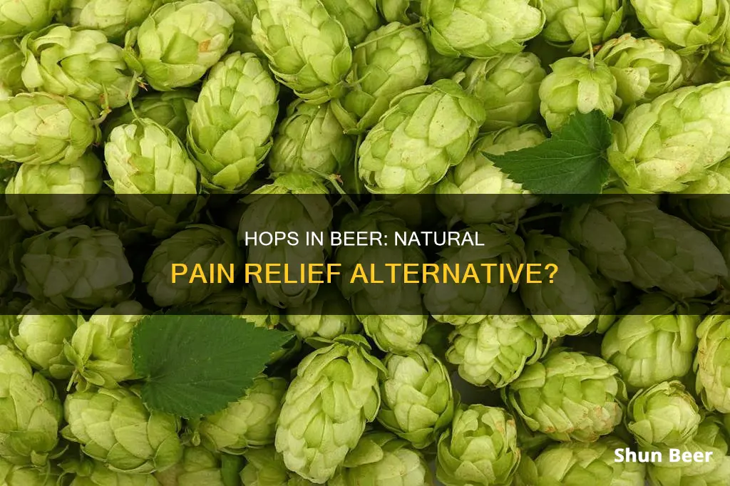 can I drink beer hops for pain relief