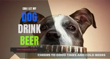 Should Dogs Drink Beer? A Quick Guide for Owners