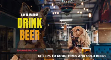 Should Labradors Drink Beer? A Pet Owner's Guide