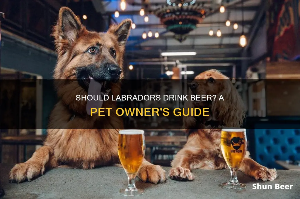 can labradors drink beer