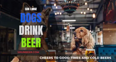 Should Large Dogs Drink Beer?