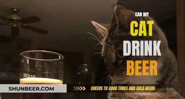 Cats and Beer: Is It Safe for Your Feline Friend?