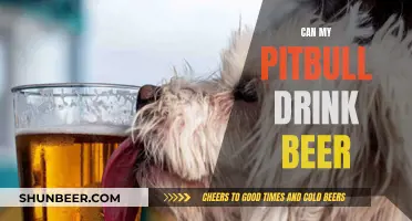 Should Your Pitbull Drink Beer?