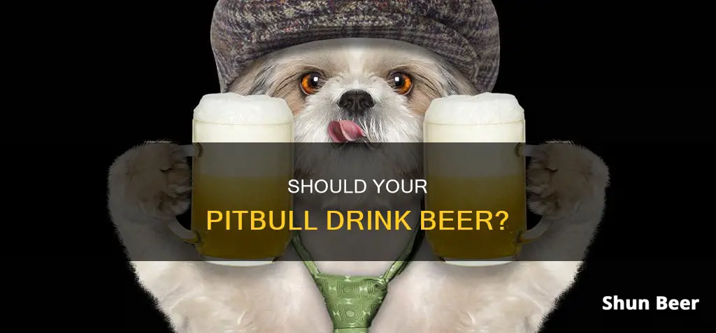 can my pitbull drink beer