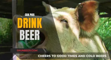 Pigs and Beer: A Curious Combo