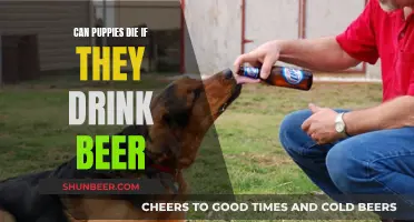 Beer Drinking: A Deadly Risk for Puppies