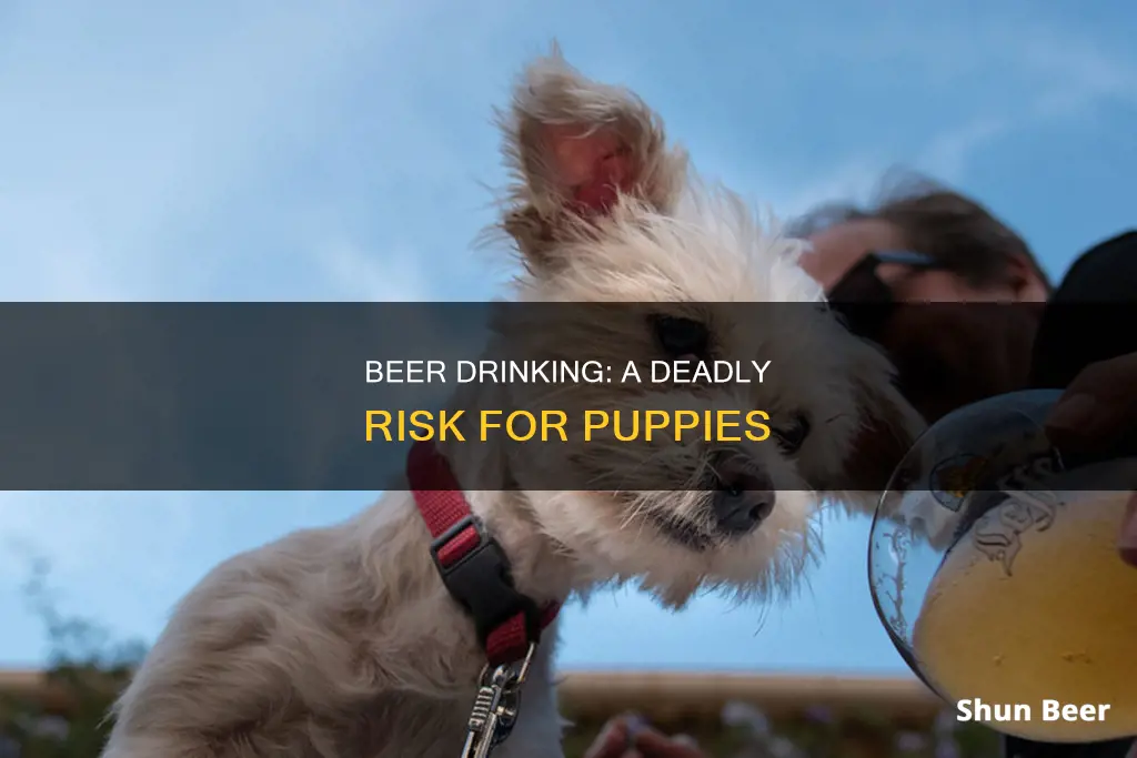 can puppies die if they drink beer