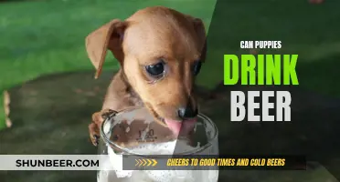 Puppies and Beer: A Dangerous Mix?