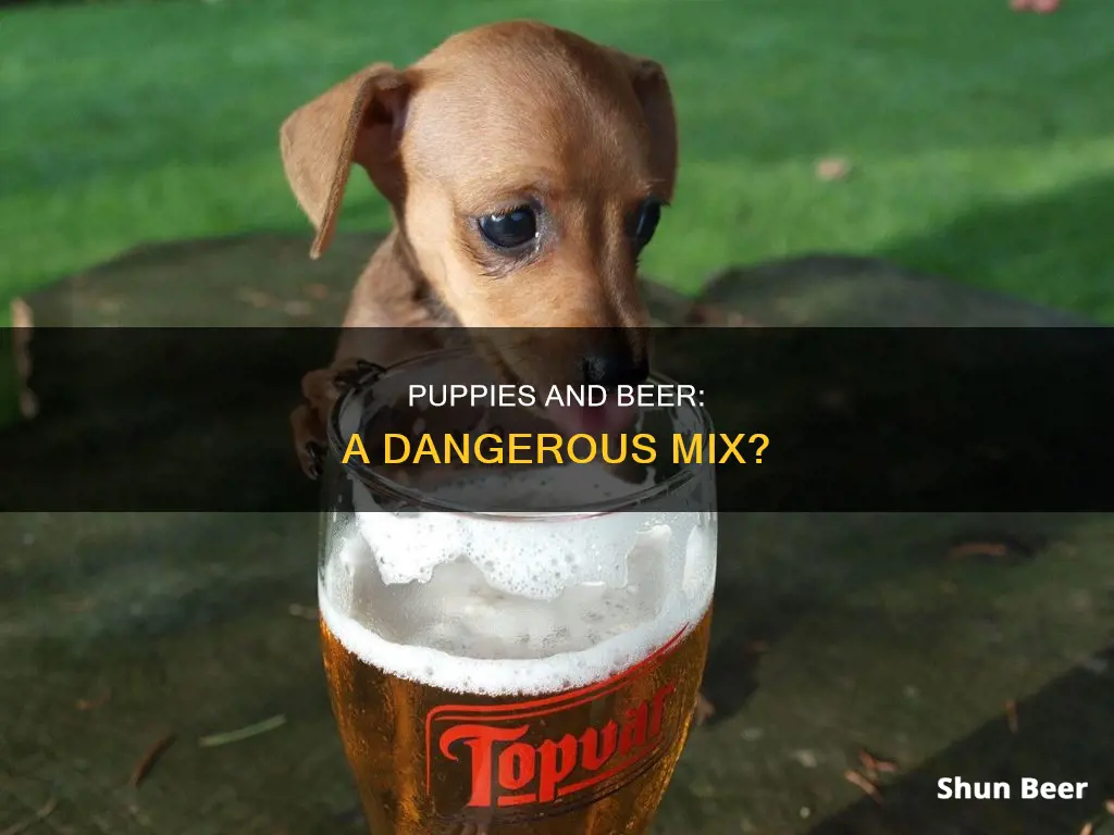 can puppies drink beer