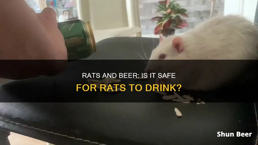 can rats drink beer