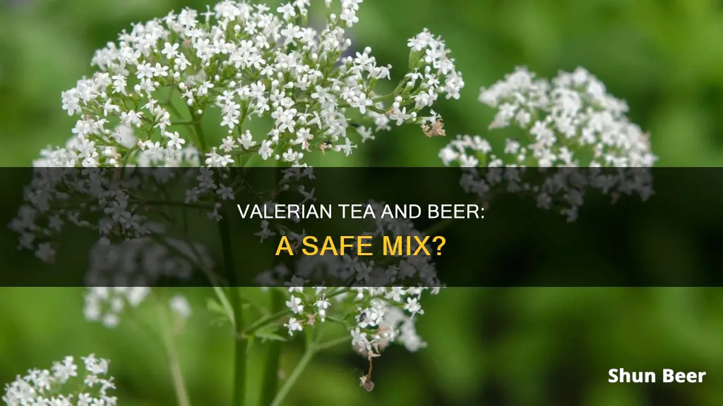 can you drink beer if you had valerian tea