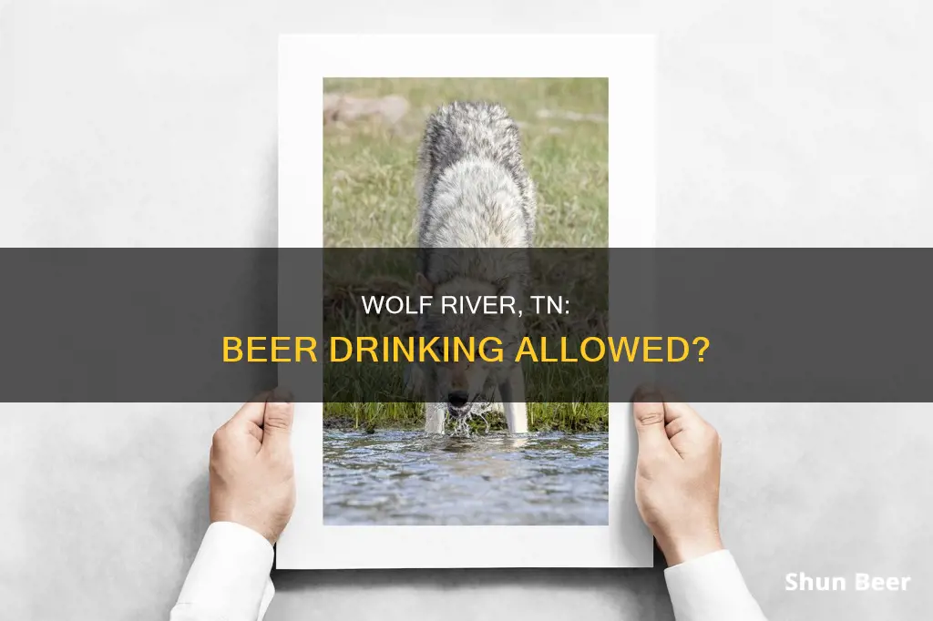 can you drink beer on the wolf river tn