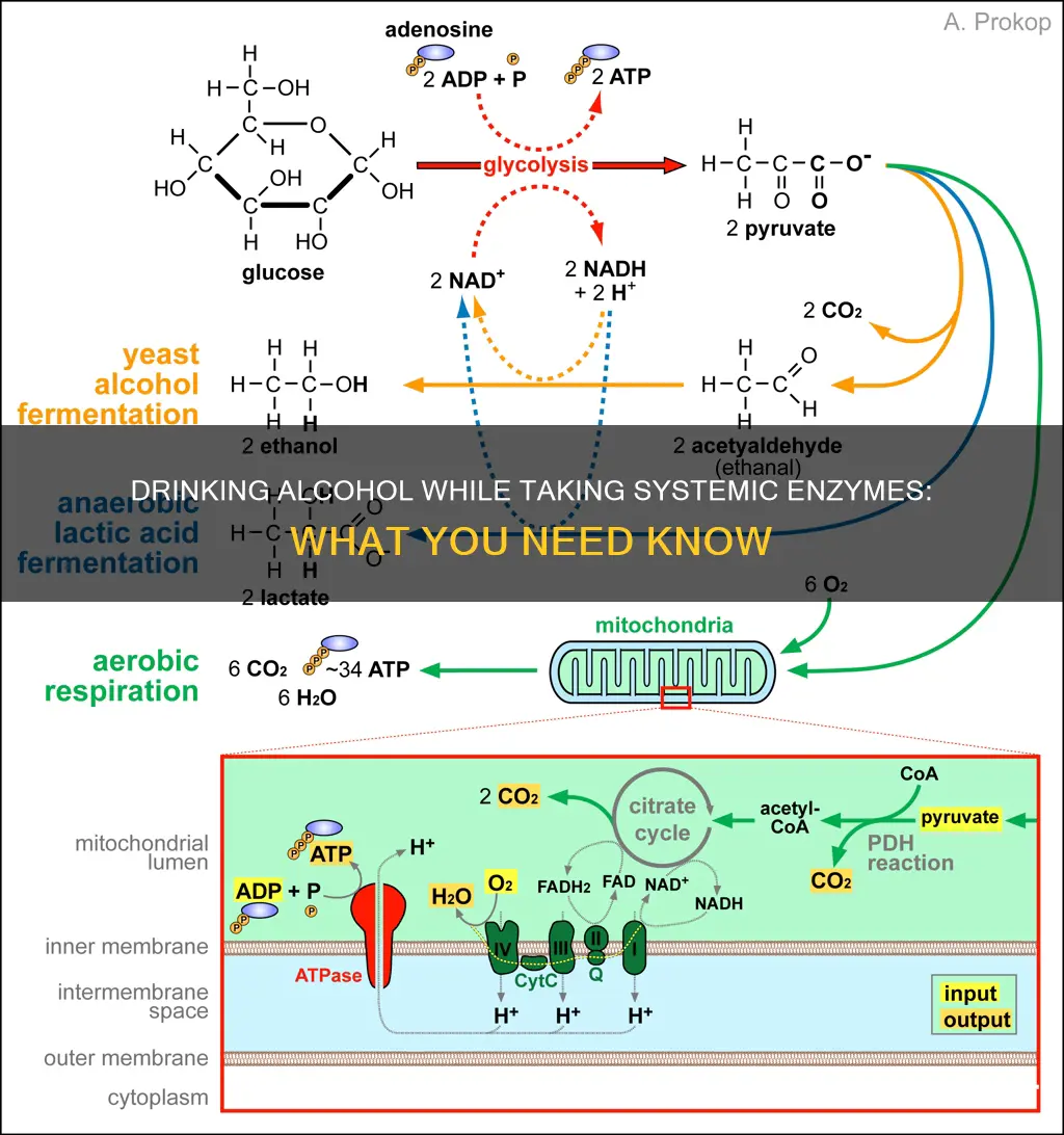 can you drink beer or wine while on systemic enzymes